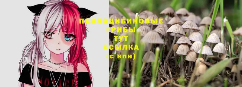 Галлюциногенные грибы MAGIC MUSHROOMS  где можно купить   Камызяк 